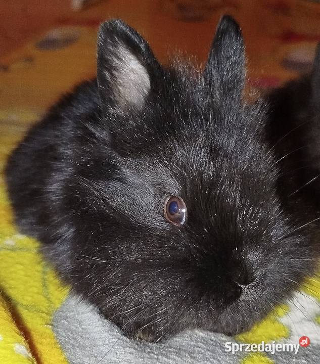 Miniaturki domowe Mierzowice