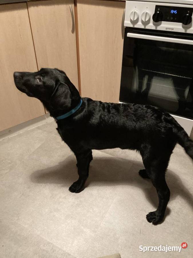 LABRADOR 4 MIESIĘCZNY CHŁOPCZYK dolnośląskie sprzedam