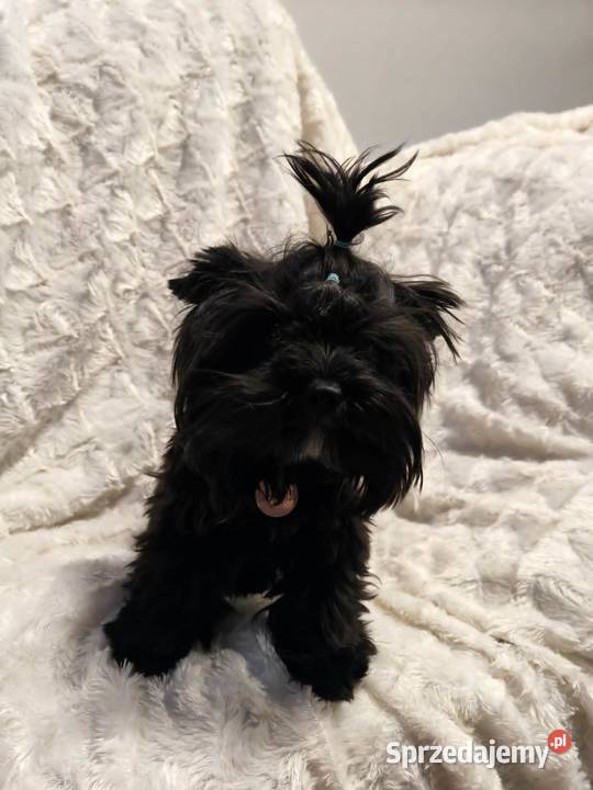 yorkshire terrier black 8 miesięcy Kraków