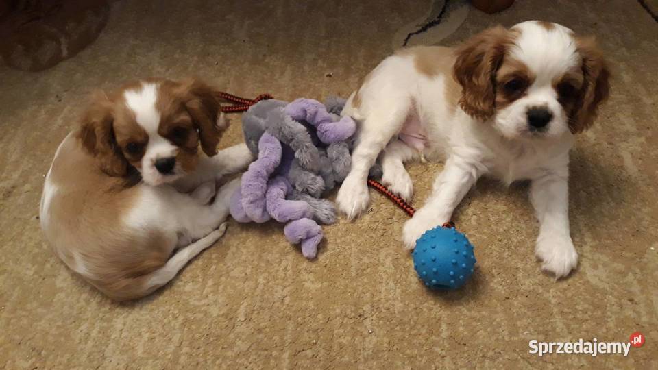 cavalier king charles spaniel samiec blenheim