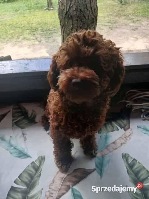 Pudel toy piesek red brown Zwierzęta