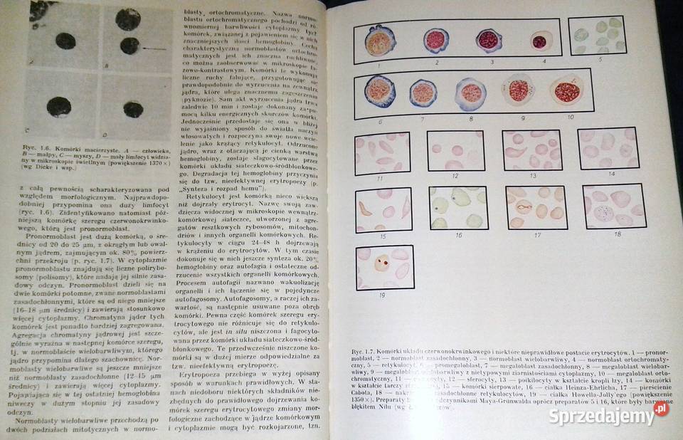 Nauka o chorobach wewnętrznych Tom 7 Witold Chełm sprzedam