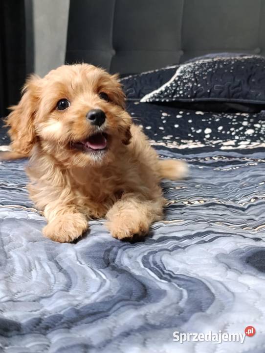 Cavapoo suczka Szczaworyż