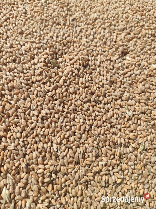 Pszenica hondia z zbirów 2022 Gręboszów