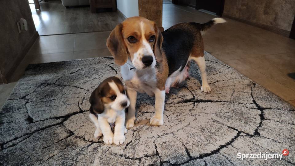 Beagle szczeniak tricolor bez rodowodu sprzedam