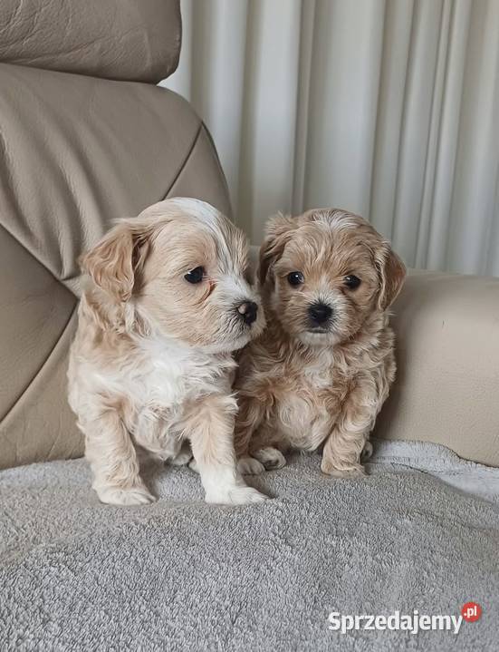 Śliczne Maltipoo F1 Gorlice