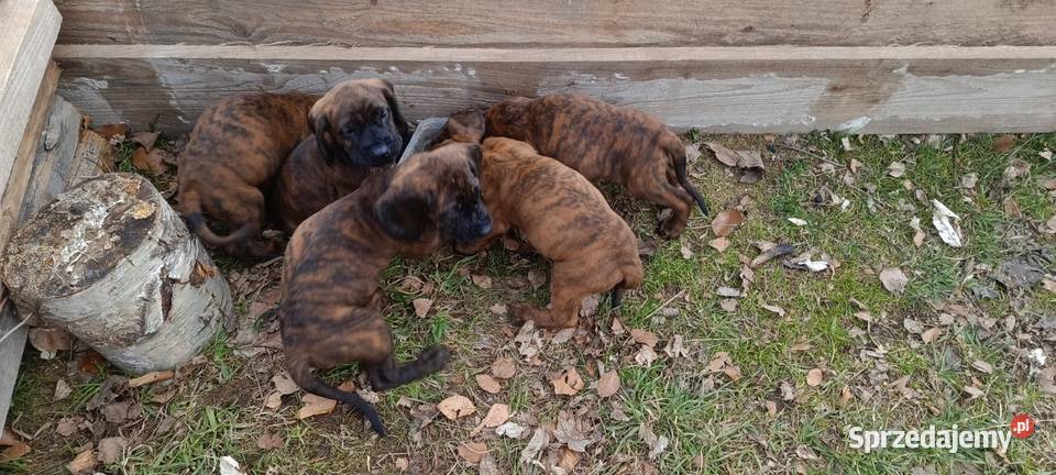 Szczeniaki Posokowca Hanowerskiego z rodowodami Jelenia Góra sprzedam