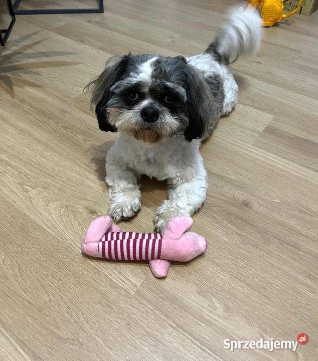SHIHTZU TRICOLOR sprzedam