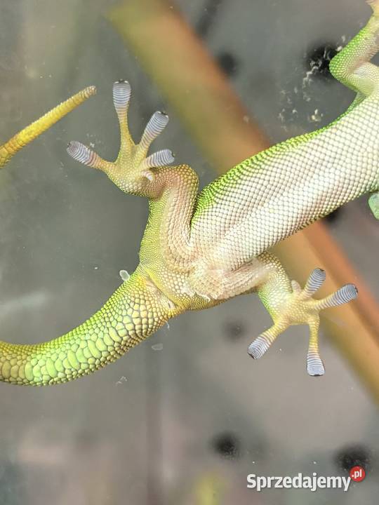 Felsuma Madagaskarska Phelsuma Opole
