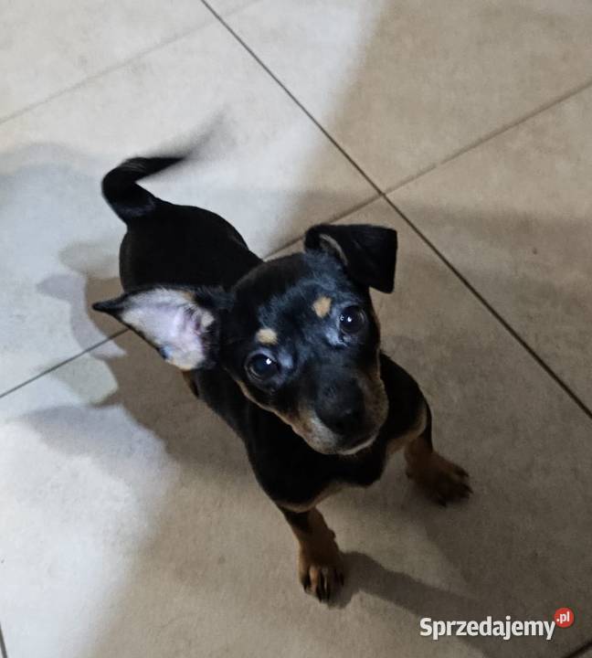 Suczka pinczerek miniaturka Chróścin