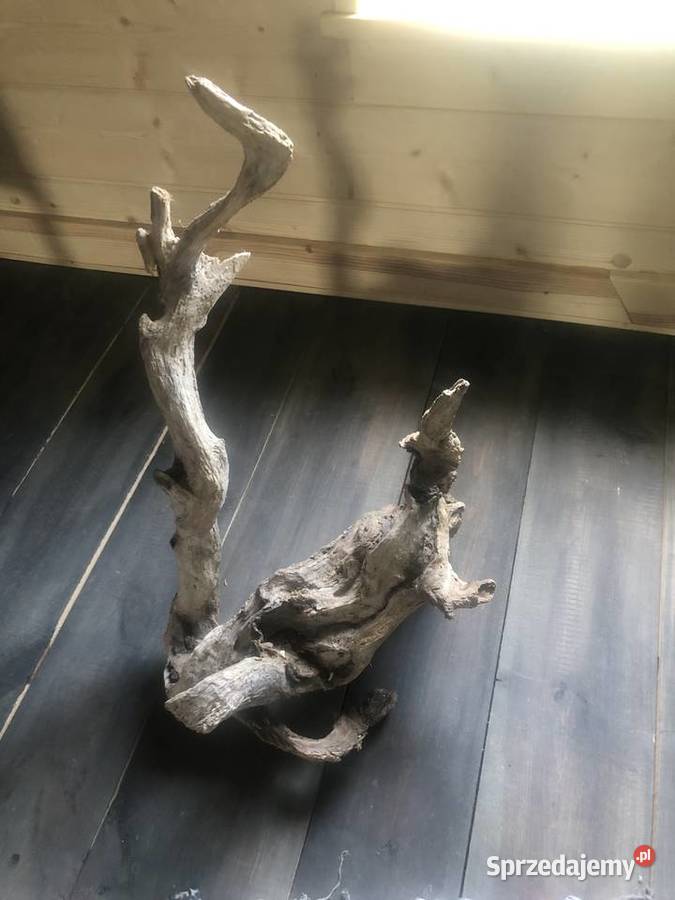 Korzeń dekoracja drift wood mazowieckie Ciepielów