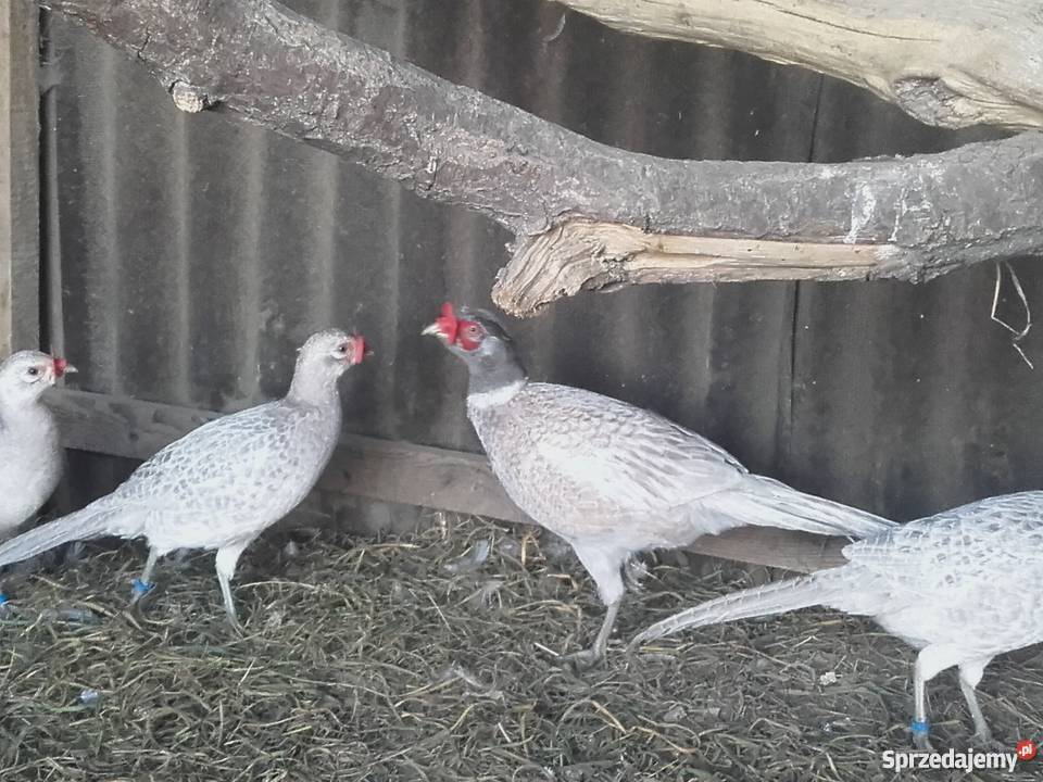 Bażanty łowne SREBRNE śląskie Bąków