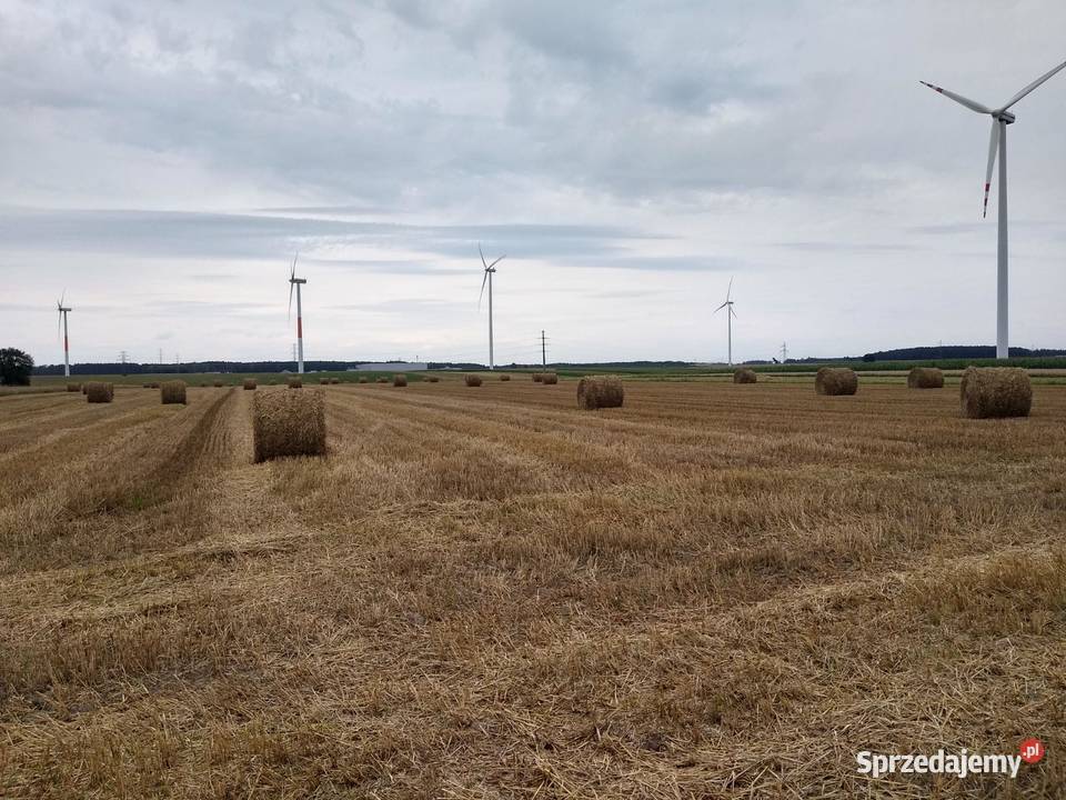 Słoma bele baloty 120x120 prasie pasowej 200 Pozostałe Wolbórz