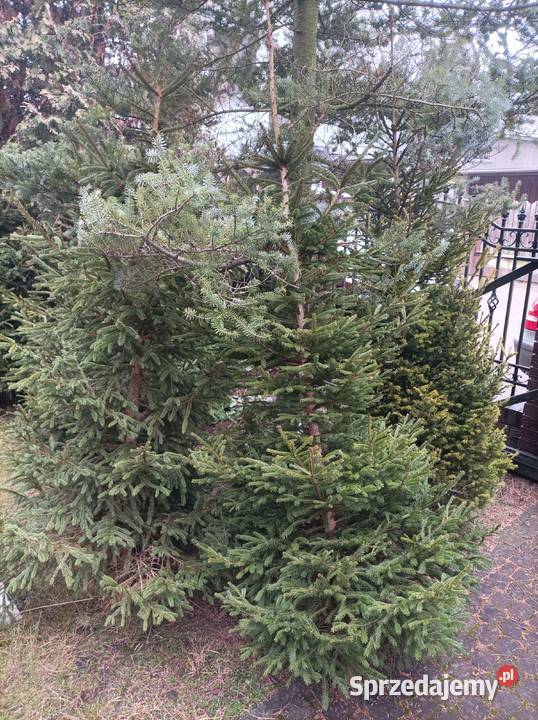 Choinka świerk drzewko bożonarodzeniowe świeżo Białystok