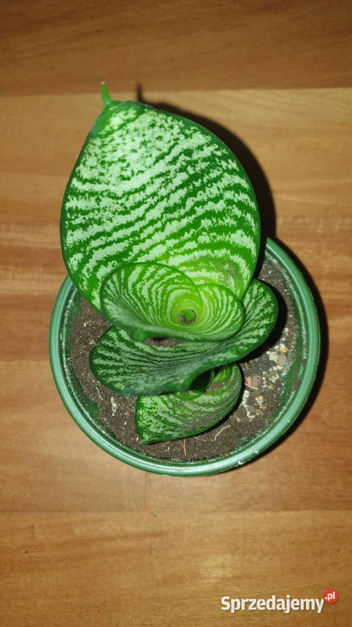 Sansewieriasansa 2 rosnąca mazowieckie Warszawa