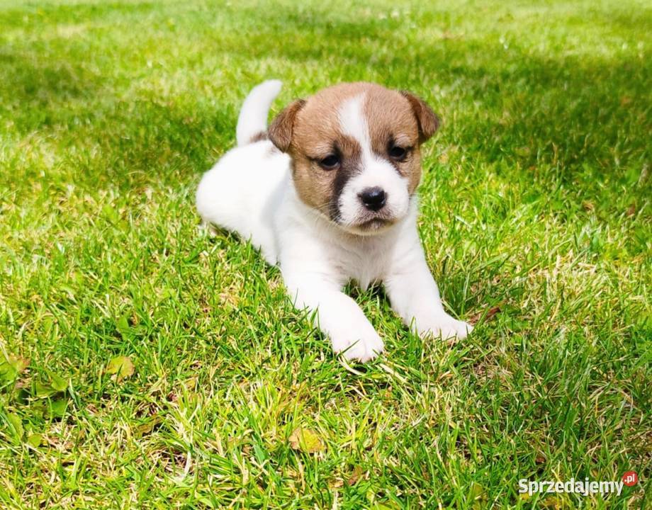 Jack Russell terrier Opatów