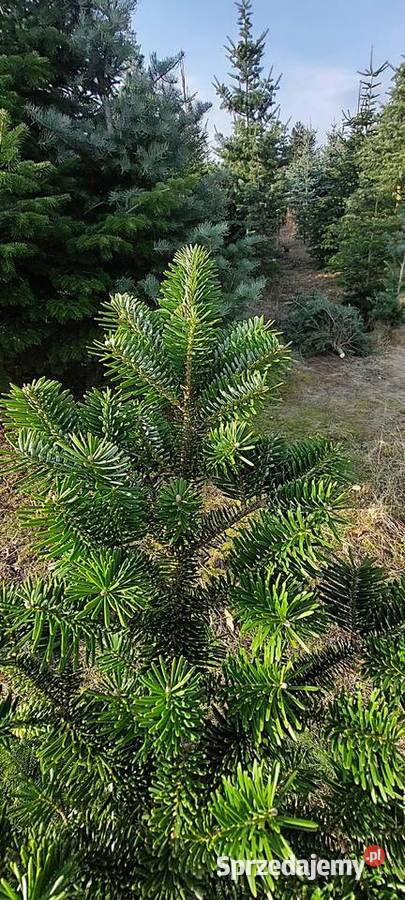 Jodła mandżurska stroisz gałęzie Mazowieckie Osuchów