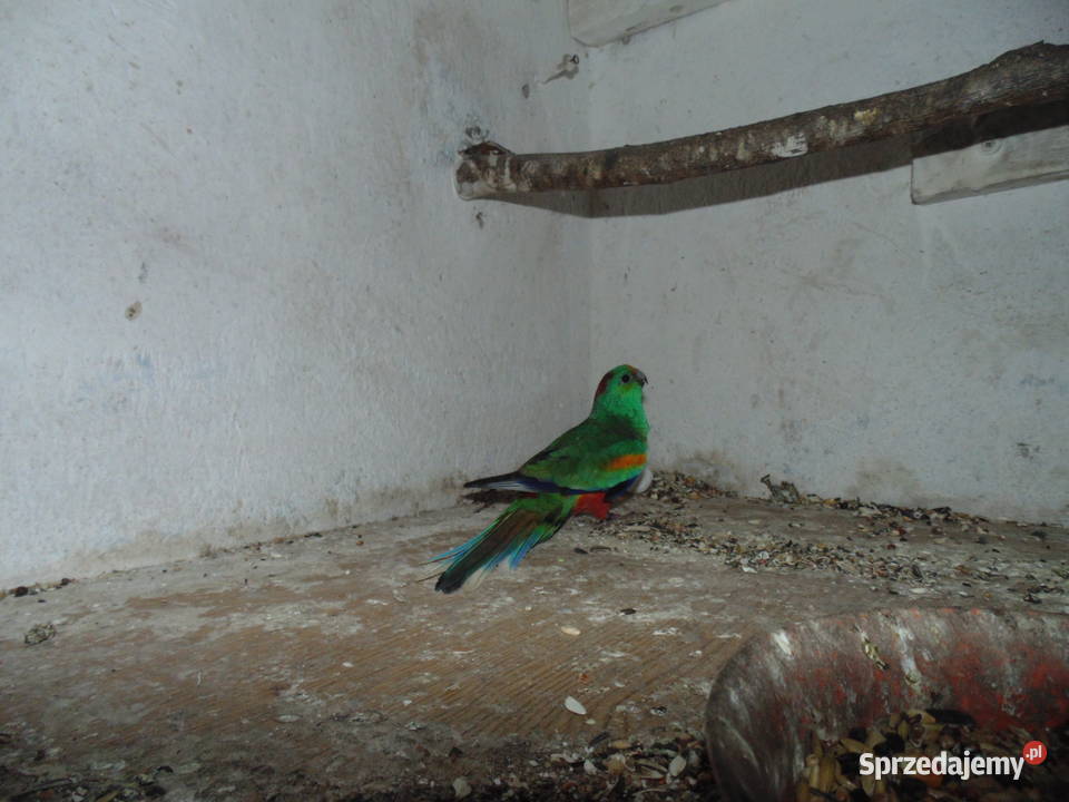 swiergotka wielobarwna 10