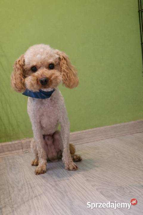 Cavapoo szczenięta Krapkowice sprzedam