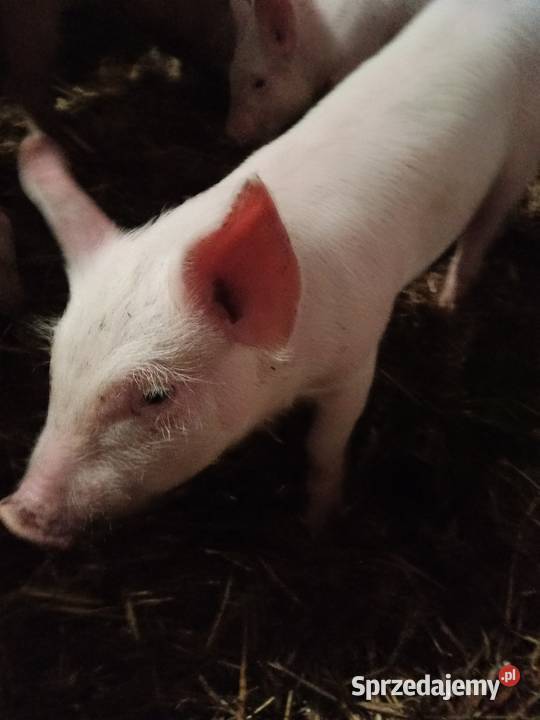 Sprzedam prosięta Gózd
