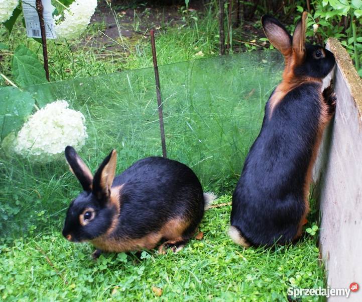 Młode króliki czarnepodpalane wielkopolskie Poznań