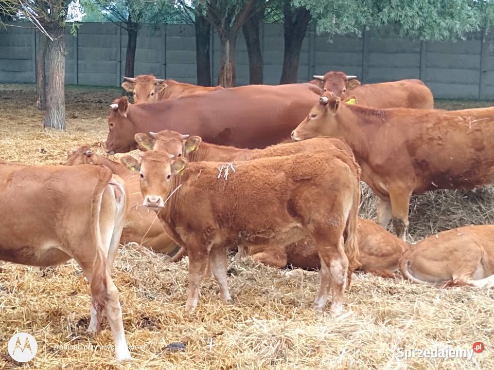 Jałówki limousine odsadki jałoszki było
