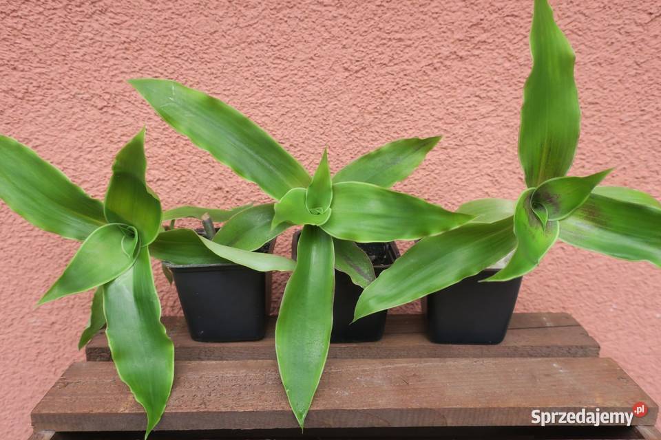 Złoty wąs Callisia Fragrans Dom i Ogród Pruszków