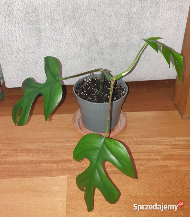 Monstera Minima Rhaphidophora tetrasperma mazowieckie