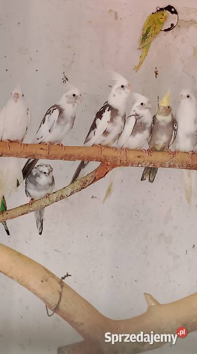 Nimfy stado 8 opolskie Strzeleczki sprzedam