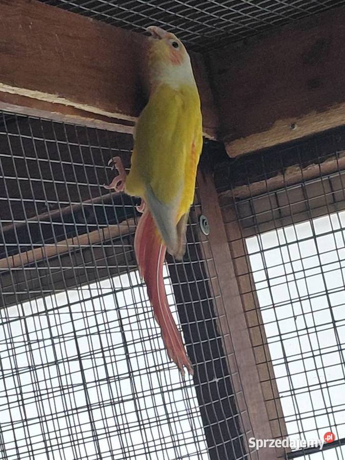 Rudosterka Samica Nakło nad Notecią