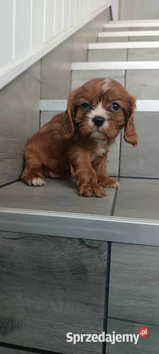 Cavalier King Charles Spaniel Dziewczynka Ruby