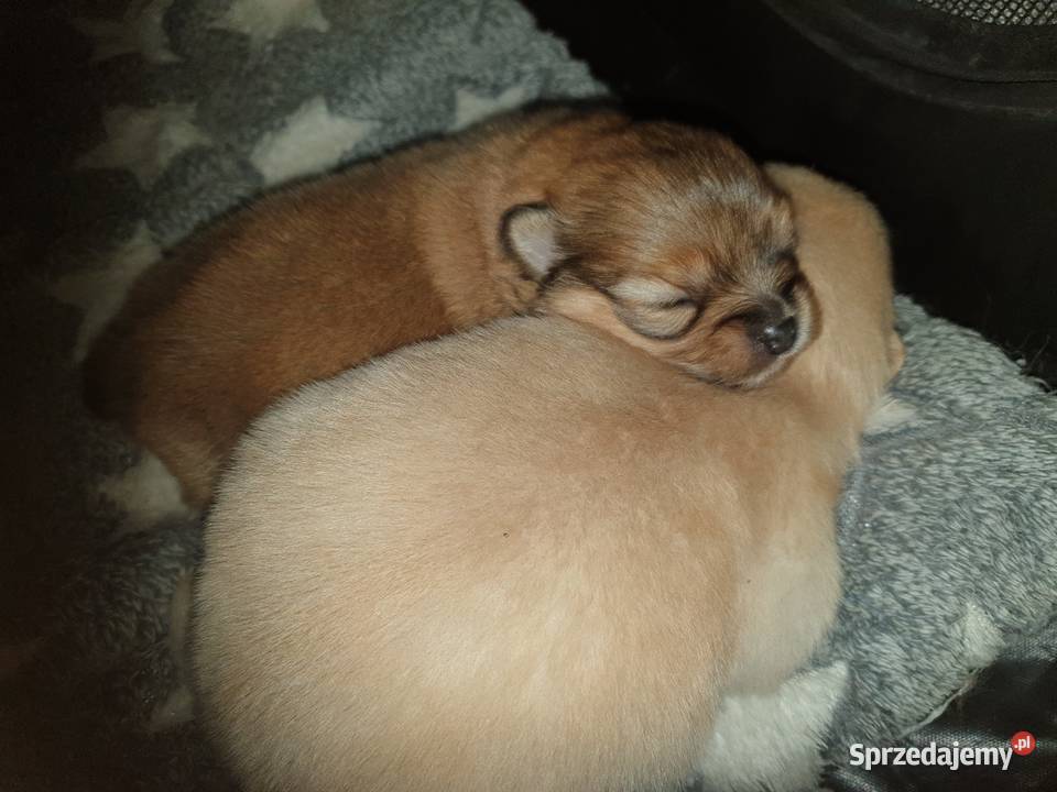 Szpic Miniturowy Kutno