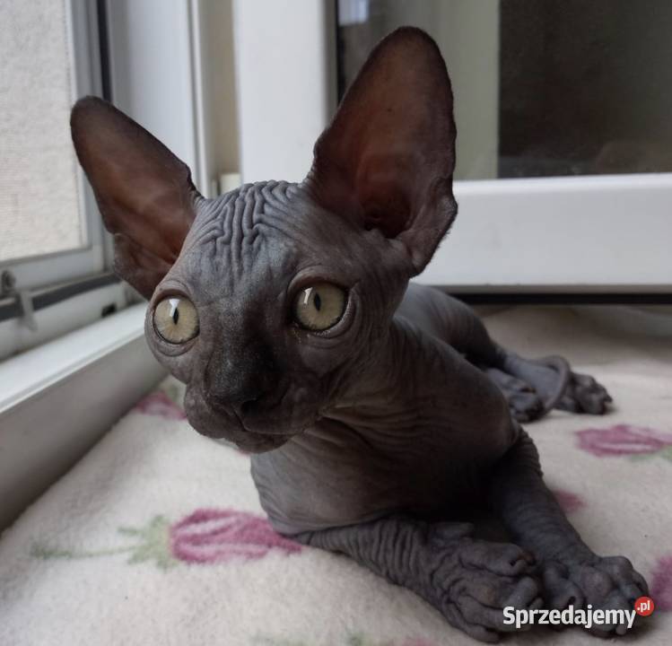 Pilna adopcja Kocurka Dostępny już kastracji Warszawa