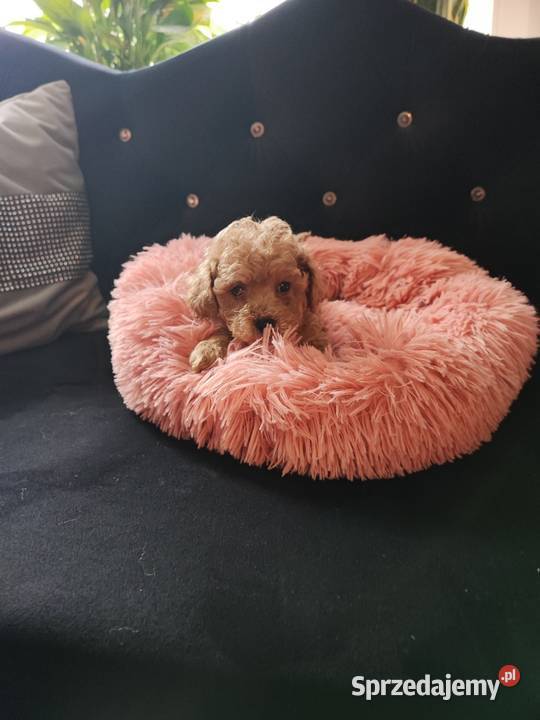 Pudelek toy dolnośląskie Bolesławiec