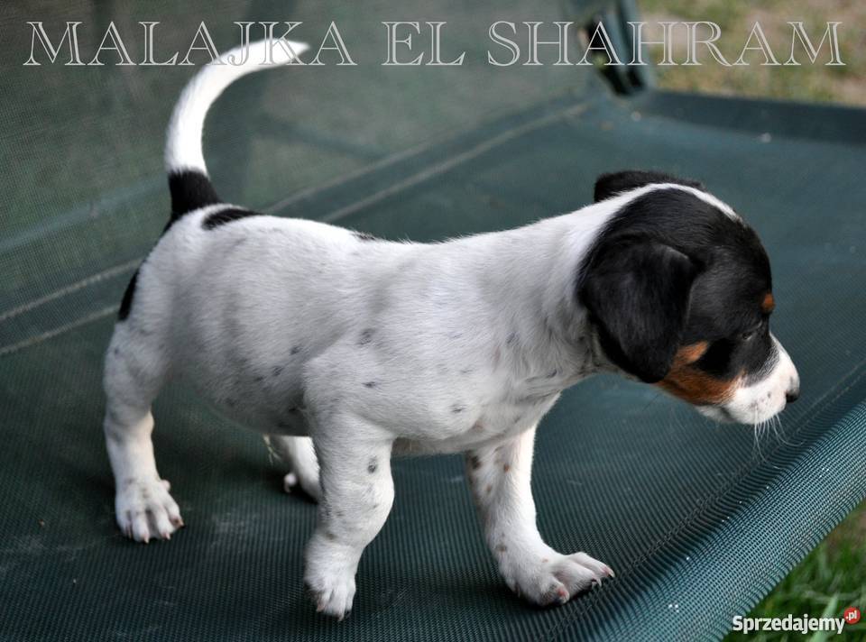 PIESEK Jack Russell Terrier GŁADKOWŁOSY na Skrzeszew