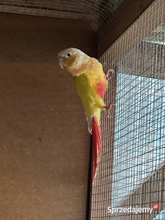 Samica rudosterki 4letnia Perzów