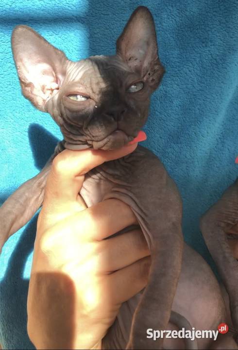 3 Kocurki kastracji 7 15r Płatna Adopcja Sfinks mazowieckie Warszawa sprzedam