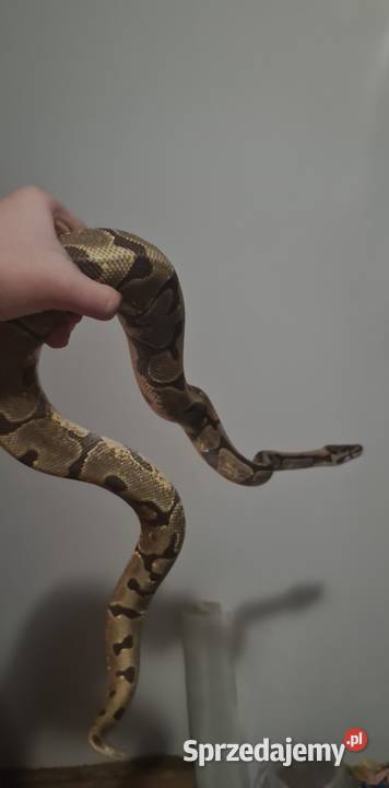 Pyton królewski fire enchi spotnose Białystok sprzedam