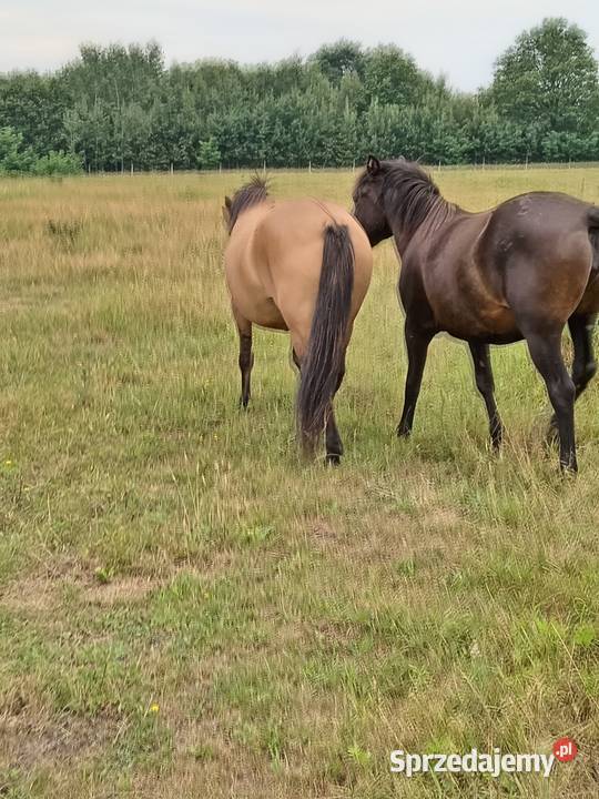 Sprzedaż różnych koni Sieroszowice sprzedam