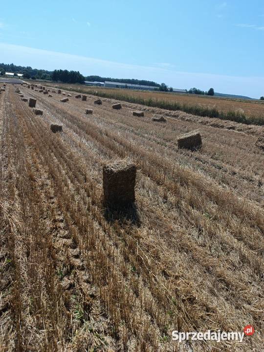 Słoma pszenna i owsiana Wielmoża