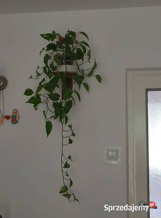 Filodendron pnący kwiaty żywe zdrowe dekoracyjne Łódź