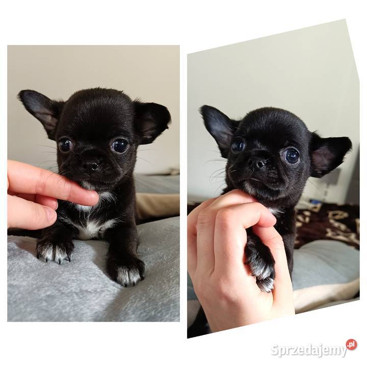 Chihuahua krótkowłosa suczka czarna ze Bełchatów
