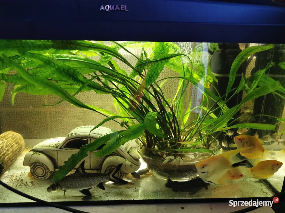 Akwarium Akwarjo Z Rybkami 60L kompletne