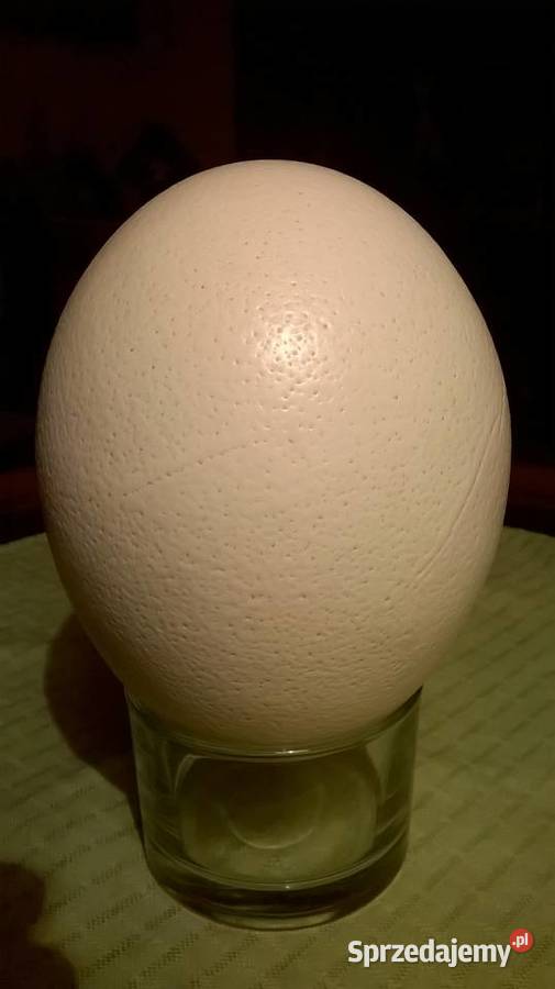Jajo strusia strusie jajo strusia wydmuszka Warszawa