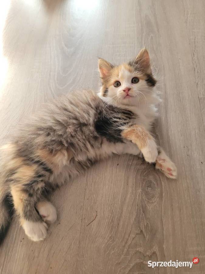 Kotki Maine Coon Polesie Mikułowskie