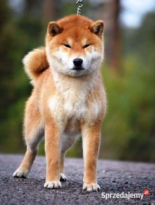 Psy Shiba inu podkarpackie Rzeszów