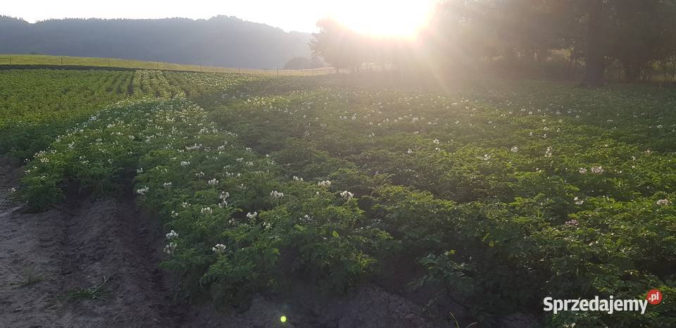 Ziemniaki jadalne smaczne dolnośląskie Jelenia Góra