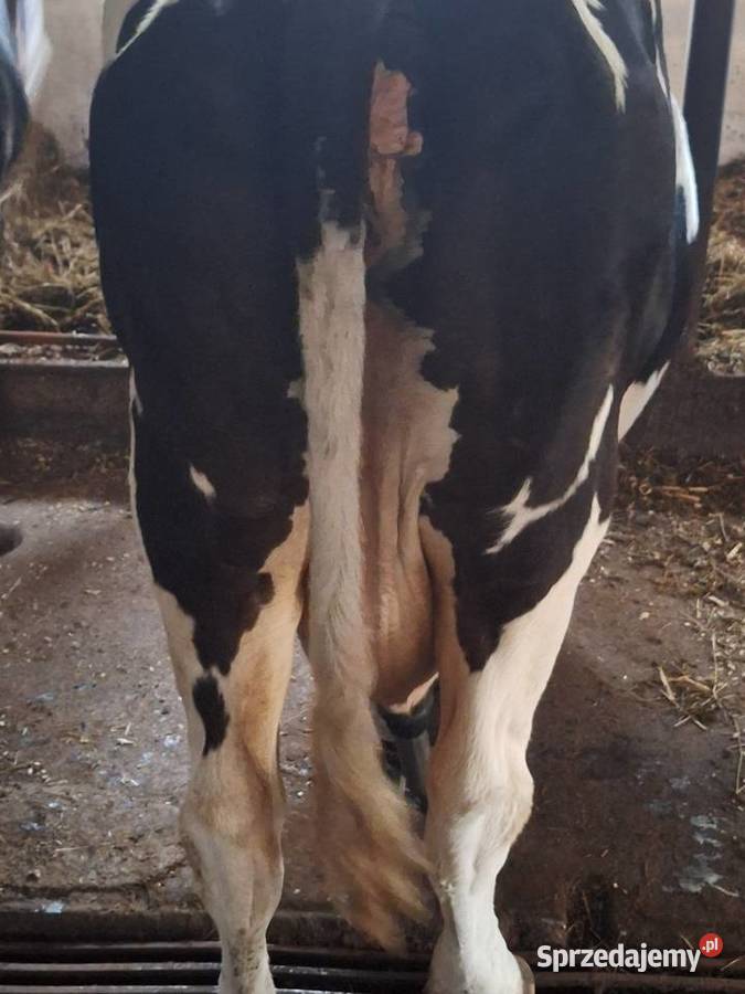 Sprzedam krowę mleczną Myszyniec