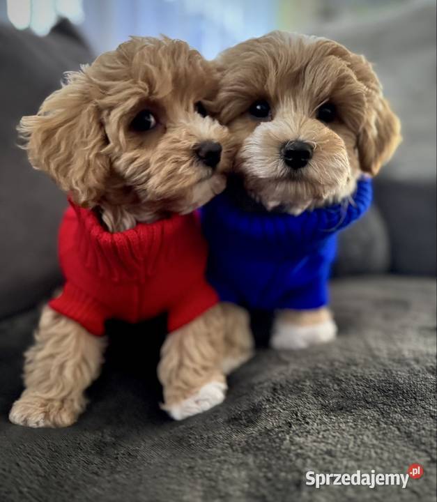 Maltipoo ciemny chłopiec gotowe do odbioru Wadowice