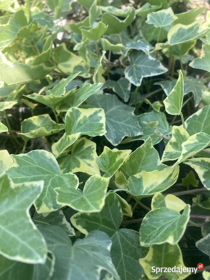 Bluszcz dwukolorowy Variegata Pnący Liściaste lubelskie Lublin